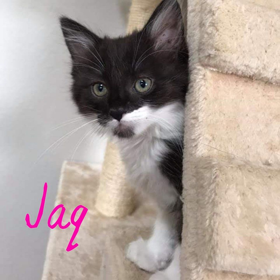 Adopt a Pet | Jaq